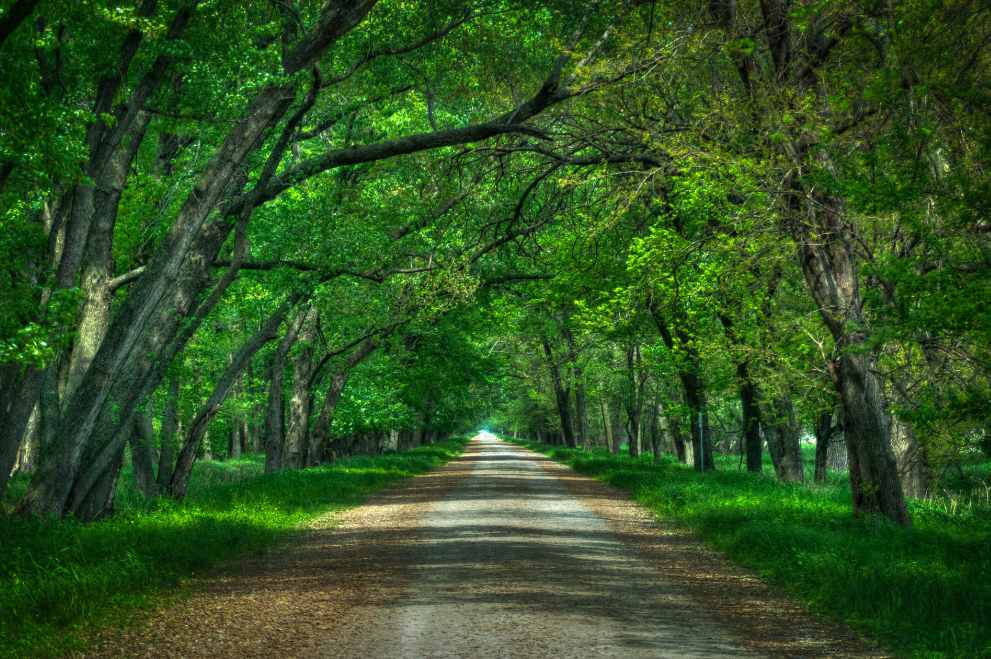 Tu biShvat, sobre o humano e a árvores